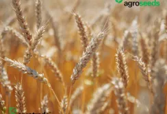 У 2022 році посівним матеріалом Agroseeds були засіяні поля у восьми регіонах України, — Група АГРОТРЕЙД