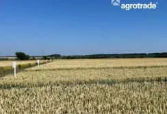 Група АГРОТРЕЙД виконає близько 300 агровипробувань протягом 2023 року