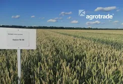 Група АГРОТРЕЙД завершила випробування нових сортів та гібридів озимих культур