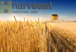 Готових управлінців знайти практично не реально, потрібно вчити, — HarvEast