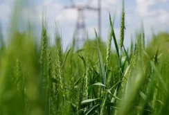 В Україні запрацювала електронна система Є-Рослинництво