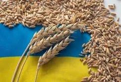ЄС нарощує імпорт кукурудзи, пшениці та ріпаку: Україна залишається ключовим постачальником
