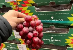 Європейські споживачі надають перевагу винограду без кісточок