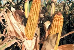 У 2024 році основними постачальниками насіння в Україну були країни ЄС та США