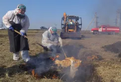 Вінничина відзвітувала про виконання заходів проти АЧС