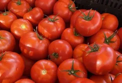 Скорочення виробництва та недостатній імпорт спричинили ріст цін на томати