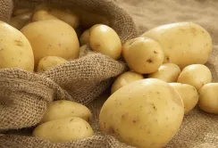 Імпортна картопля знизила ціни на місцеву продукцію