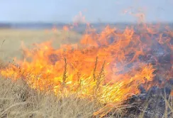 Комерційне сільське господарство запобігає пожежам. Але це не завжди добре