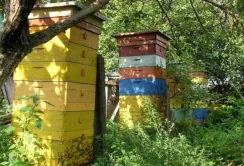 Українські селекціонери вивели нову породу бджіл