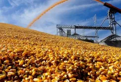 Інтерес до кукурудзи на європейському ринку відновлюється