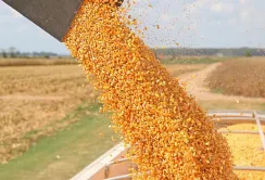 Інтерес до української кукурудзи посилився на тлі новин про зниження врожаю