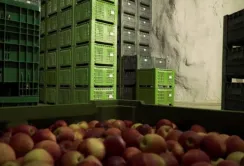Італійські фермери зберігають яблука в печерах