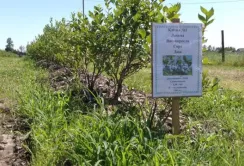 На Івано-Франківщині інвестори отримали перший урожай лохини