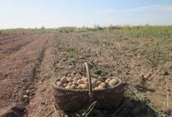 Експерт назвав причини поганої якості картоплі та росту цін