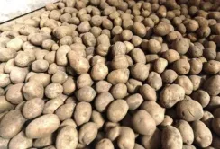 У фермерів є шанс продати картоплю