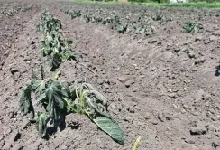 Найбільше від заморозків постраждала картопля на Полтавщині та Харківщині