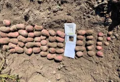 Українські селекціонери створили новий сорт картоплі