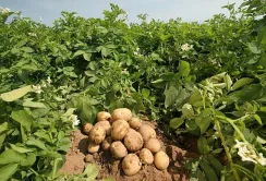 Картопля в Європі стає дуже ризикованою культурою