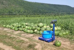 На Прикарпатті експериментують з кавунами