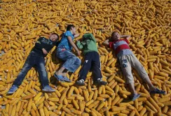 Кенія вперше за кілька років імпортує українську кукурудзу