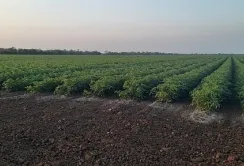 Кілійське МУВГ вже забезпечило зрошення 7043 га сільськогосподарських культур