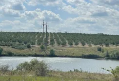На Кіровоградщині продається горіховий сад