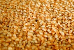 Китай замінює українську кукурудзу бразильською