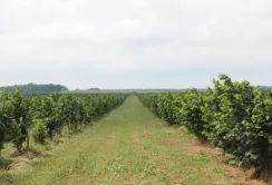 На Київщині планують розширити одну з найбільших плантацій фундука