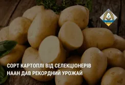 Новий український сорт картоплі дав врожайність 108 тонн з гектара