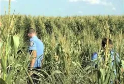 На Рівненщині фермери виростили елітну коноплю в кукурудзі