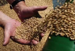 Угорщина буде контролювати агропродукцію, що надходить з України