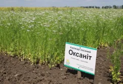 Коріандр – культура вибаглива, але економічно вигідна