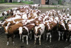 "Райз Максимко" створить племінний репродуктор ВРХ