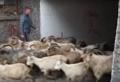 У Сімферополі по набережній розгулюють кози
