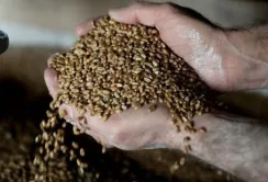 Масштабні крадіжки сільгосппродукції окупантами свідчать про те, що вони не планують залишатись надовго