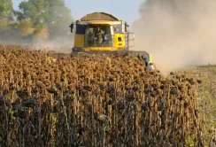На Вінничині шахраї ледве не викрали 600т врожаю