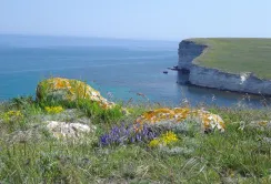 Росія використає землі окупованного Криму під вирощування трав для Китаю