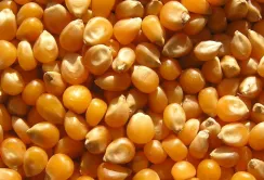 Агролайфхак: на що звернути увагу при виборі насіння кукурудзи