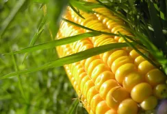 У короткостроковій перспективі можливе зниження світових цін на кукурудзу