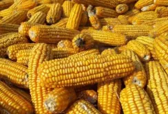 Кукурудза все ще лідирує серед експорту агропродукції
