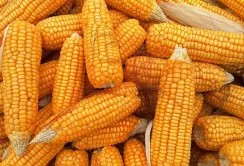 Ситуація на ринку сільгосппродукції: кукурудза дорожчає, соя дешевшає