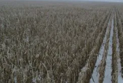 Фермерам Дніпропетровщини простіше залишити врожай на полі, ніж збирати його