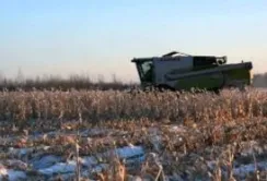 Половина кукурудзи Сумщини ще на полях