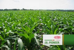 Фермери зацікавлені в кукурудзі з передової генетикою, - DuPont Pionner