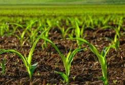 Corteva Agriscience підкоряє природу для розкриття стійкості рослин до хвороб