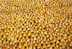 Україна – єдина продовжує поставки кукурудзи в Єгипет