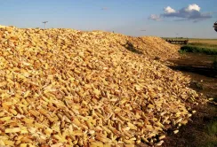 Китай не купуватиме українську кукурудзу - він позбавляється від своєї