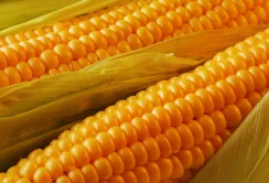 Посухостійкі гібриди кукурудзи "Маїс" успішно конкурують з іноземними