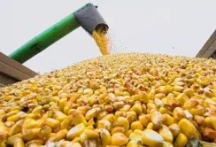 Експорт кукурудзи з України в 2016/17 сезоні виросте до 19 млн т