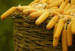 Європі потрібна українська кукурудза